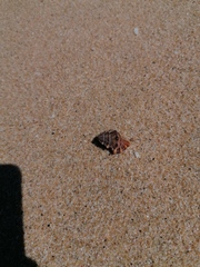 Bursidae