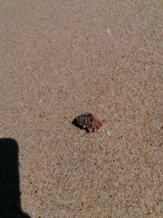 Bursidae