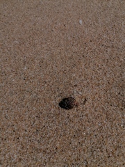 Bursidae