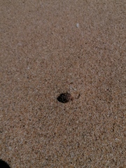 Bursidae