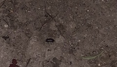 Armadillidium vulgare