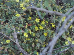 Sphedamnocarpus pruriens pruriens