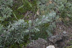 Artemisia pannosa