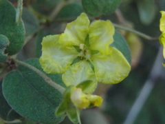 Sphedamnocarpus pruriens pruriens