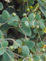 Sphedamnocarpus pruriens pruriens