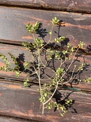 Melaleuca elliptica
