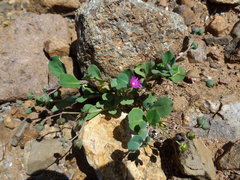 Corbichonia decumbens