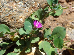 Corbichonia decumbens