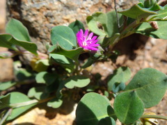 Corbichonia decumbens