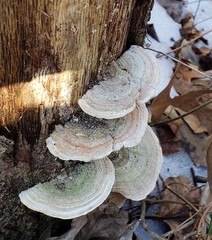 Trametes betulina