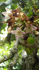 Iochroma