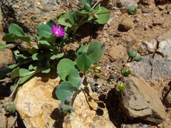 Corbichonia decumbens