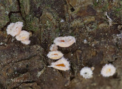 Lachnellula resinaria