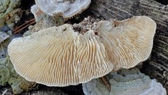 Trametes betulina