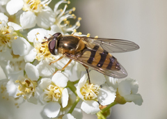 Epistrophe xanthostoma