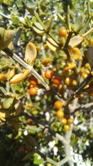 Viscum rotundifolium