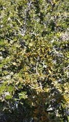 Viscum rotundifolium