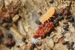 Bilobella aurantiaca