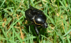 Hypselogenia geotrupina geotrupina