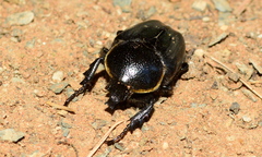 Hypselogenia geotrupina geotrupina
