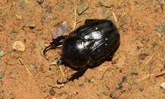 Hypselogenia geotrupina geotrupina