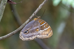 Opoptera