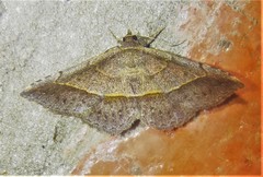 Eulepidotinae