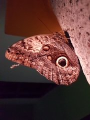 Caligo telamonius memnon