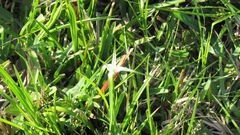 Rhynchospora colorata image