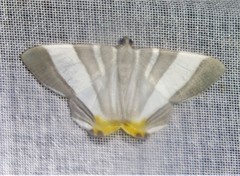 Opisthoxia miletia