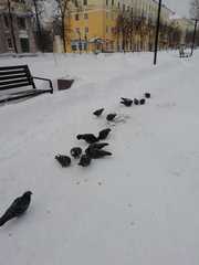 Columba livia domestica