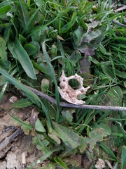 Oryctolagus cuniculus