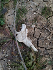 Oryctolagus cuniculus