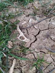 Oryctolagus cuniculus
