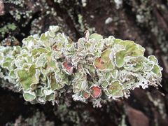 Imshaugia placorodia