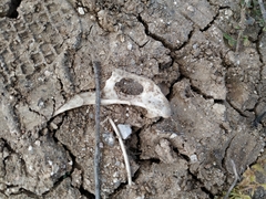 Oryctolagus cuniculus