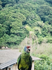 Amazona brasiliensis