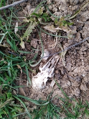 Oryctolagus cuniculus