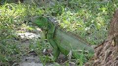 Iguana iguana