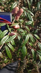 Cotoneaster salicifolius
