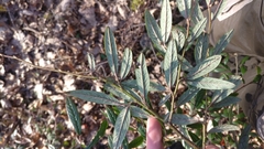 Cotoneaster salicifolius