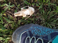 Oryctolagus cuniculus