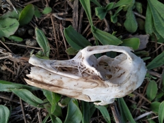 Oryctolagus cuniculus
