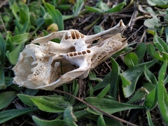 Oryctolagus cuniculus