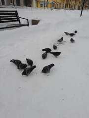 Columba livia domestica