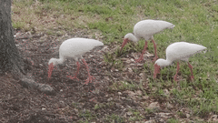 Eudocimus albus
