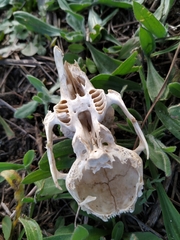 Oryctolagus cuniculus
