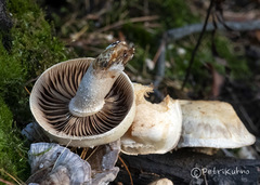 Pholiota heteroclita