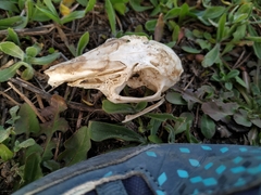 Oryctolagus cuniculus