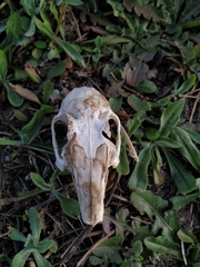 Oryctolagus cuniculus